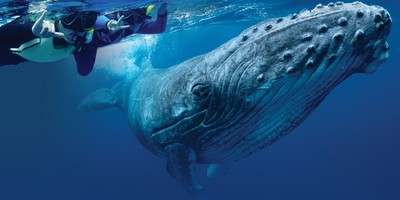 Swim with Humpback Whales