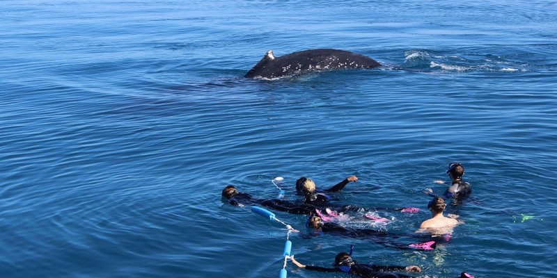 aussiebucketlist.com.au - Swim with Humpback Whales - 2