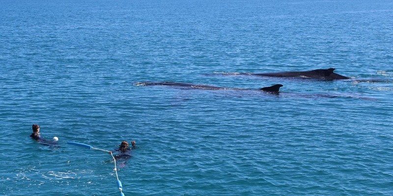 aussiebucketlist.com.au - Swim with Humpback Whales - 3
