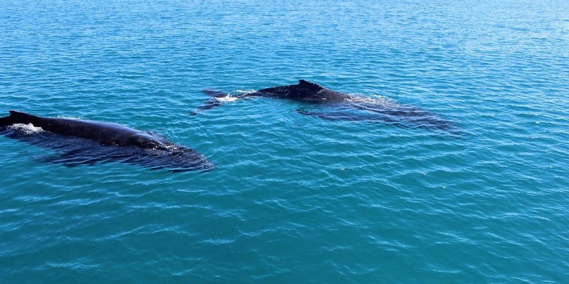 aussiebucketlist.com.au - Swim with Humpback Whales - 4