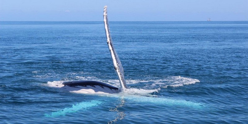 aussiebucketlist.com.au - Swim with Humpback Whales - 5