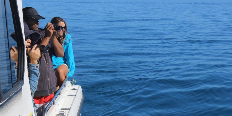 aussiebucketlist.com.au - Swim with Humpback Whales - 6