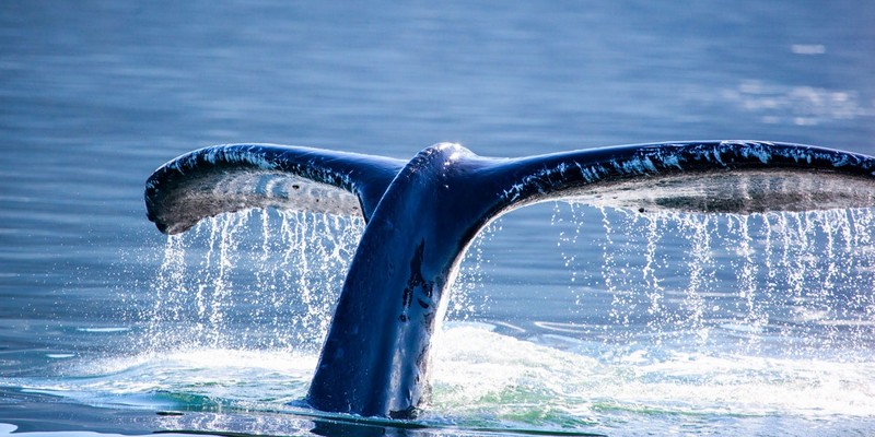 aussiebucketlist.com.au - Swim with Humpback Whales - 7