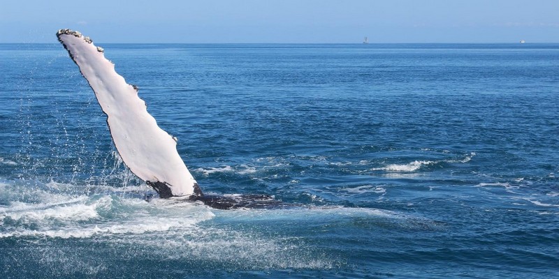 aussiebucketlist.com.au - Swim with Humpback Whales - 8