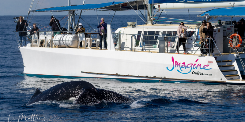 aussiebucketlist.com.au - Nelson Bay 3 Hour Whale Watch Cruise - 1
