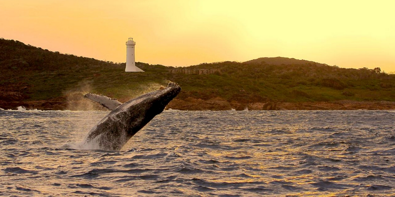 aussiebucketlist.com.au - Nelson Bay 3 Hour Whale Watch Cruise - 2