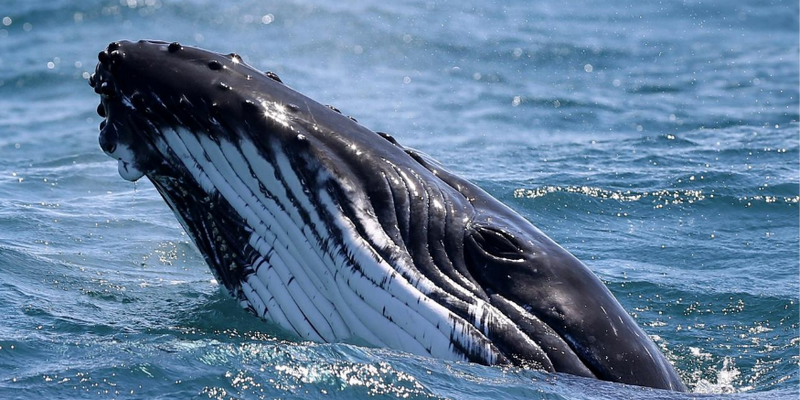 aussiebucketlist.com.au - Nelson Bay 3 Hour Whale Watch Cruise - 4