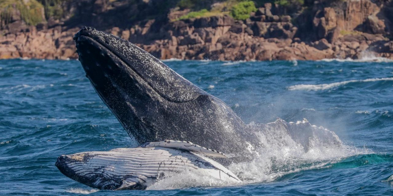 aussiebucketlist.com.au - Nelson Bay 3 Hour Whale Watch Cruise - 5