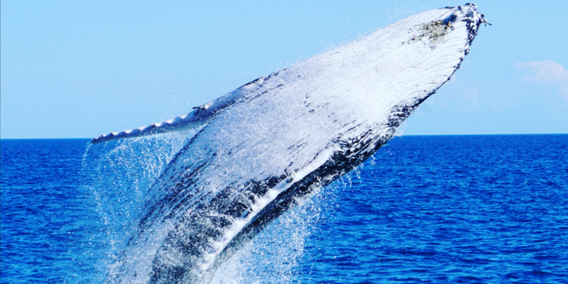 aussiebucketlist.com.au - Gold Coast Whale Watching Cruise - 1