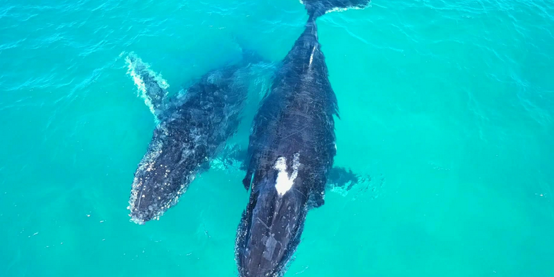 aussiebucketlist.com.au - Gold Coast Whale Watching Cruise - 2