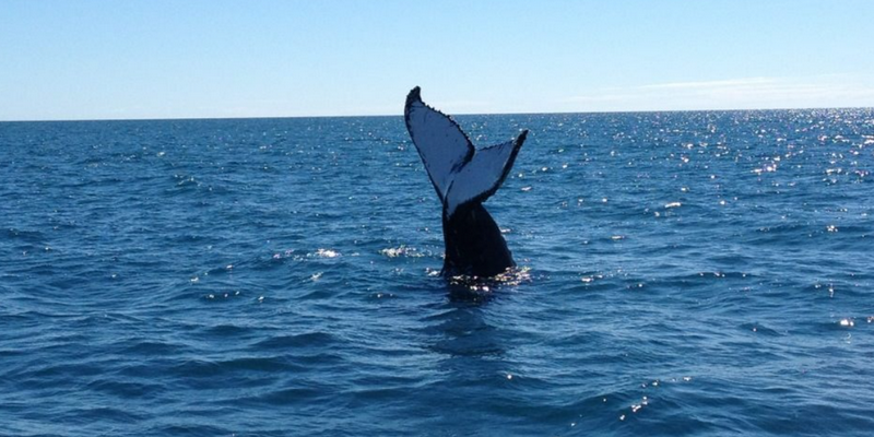 aussiebucketlist.com.au - Gold Coast Whale Watching Cruise - 3