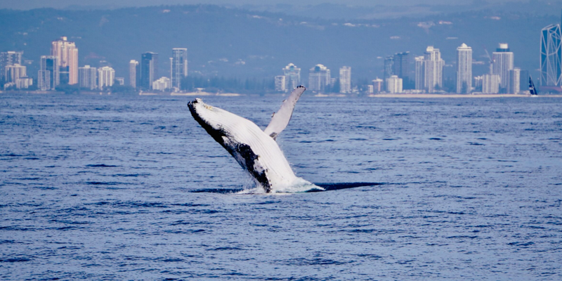 aussiebucketlist.com.au - Gold Coast Whale Watching Cruise - 4