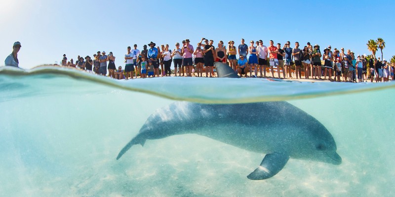 aussiebucketlist.com.au - Monkey Mia - 2