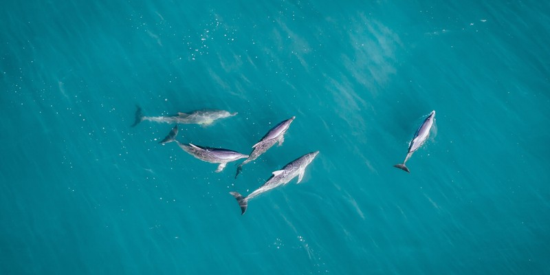 aussiebucketlist.com.au - Monkey Mia - 5