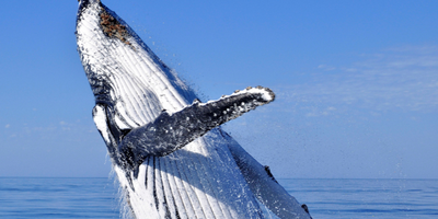Wild Byron Whale Watching Safari