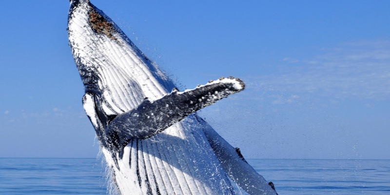 aussiebucketlist.com.au - Wild Byron Whale Watching Safari - 1