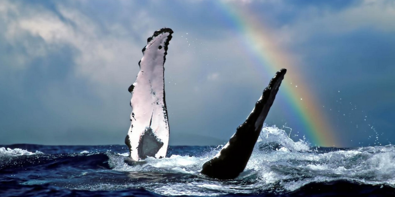 aussiebucketlist.com.au - Wild Byron Whale Watching Safari - 2