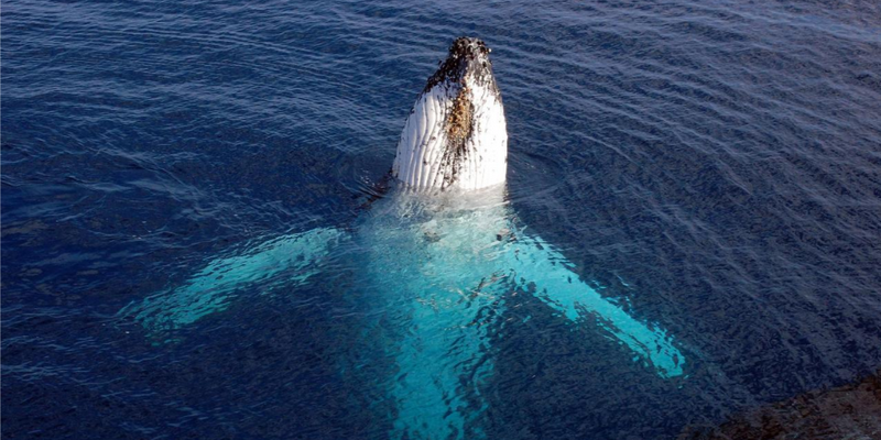 aussiebucketlist.com.au - Wild Byron Whale Watching Safari - 3