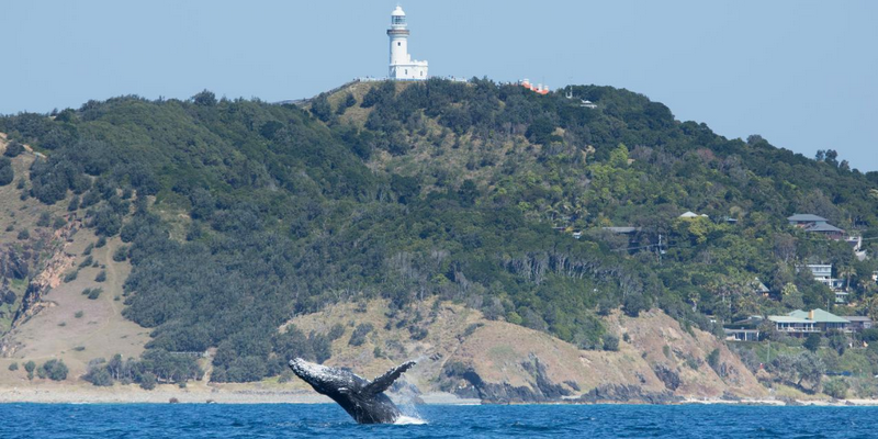 aussiebucketlist.com.au - Wild Byron Whale Watching Safari - 4