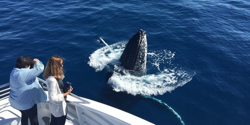 aussiebucketlist.com.au - BUNDABERG WHALE WATCHING HALF DAY TOUR  - 2