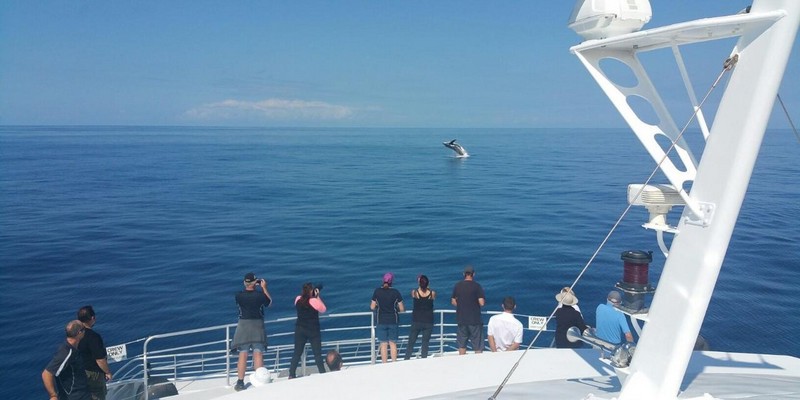 aussiebucketlist.com.au - BUNDABERG WHALE WATCHING HALF DAY TOUR  - 3