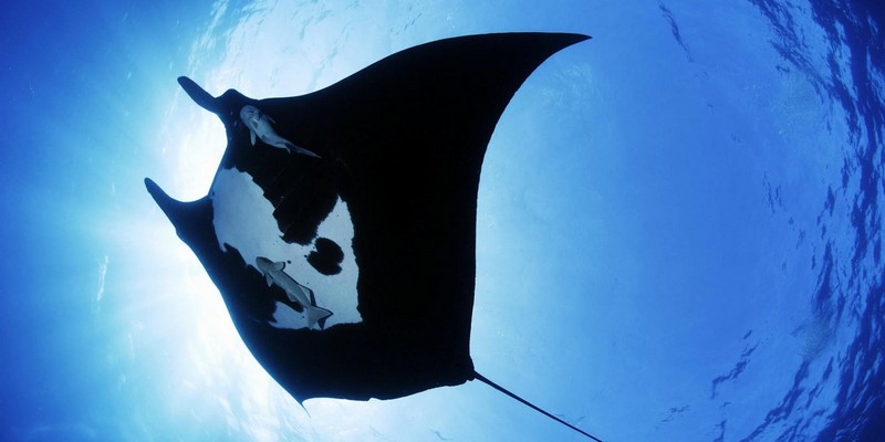 aussiebucketlist.com.au - OUTER REEF LADY MUSGRAVE DOUBLE TANK DIVES - 1