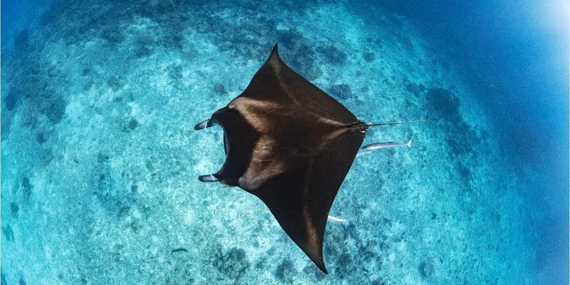 aussiebucketlist.com.au - PREMIUM VIP LADY MUSGRAVE ISLAND, PONTOON & SNORKELLING FULL DAY TOUR FROM BUNDABERG (14+ YEARS ONLY) - 2