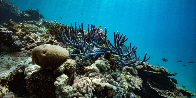 aussiebucketlist.com.au - PREMIUM VIP LADY MUSGRAVE ISLAND, PONTOON & SNORKELLING FULL DAY TOUR FROM BUNDABERG (14+ YEARS ONLY) - 3