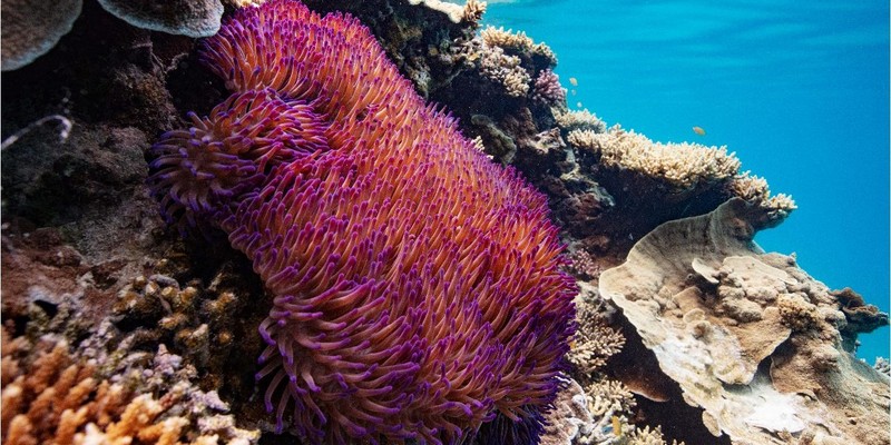 aussiebucketlist.com.au - PREMIUM VIP LADY MUSGRAVE ISLAND, PONTOON & SNORKELLING FULL DAY TOUR FROM BUNDABERG (14+ YEARS ONLY) - 4