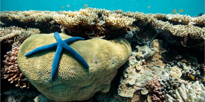aussiebucketlist.com.au - PREMIUM VIP LADY MUSGRAVE ISLAND, PONTOON & SNORKELLING FULL DAY TOUR FROM BUNDABERG (14+ YEARS ONLY) - 5