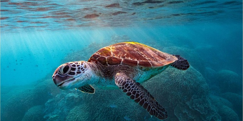 aussiebucketlist.com.au - PREMIUM VIP LADY MUSGRAVE ISLAND, PONTOON & SNORKELLING FULL DAY TOUR FROM BUNDABERG (14+ YEARS ONLY) - 6