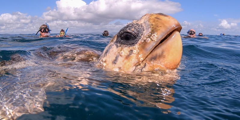 aussiebucketlist.com.au - Julian Rocks Snorkel Tour - 4
