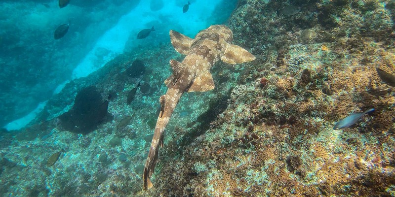 aussiebucketlist.com.au - Julian Rocks Snorkel Tour - 6
