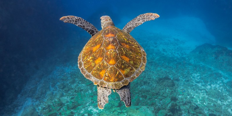 aussiebucketlist.com.au - Julian Rocks Snorkel Tour - 7