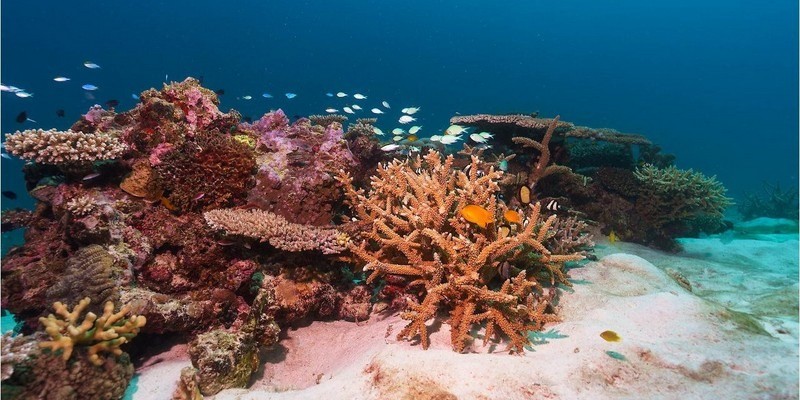 aussiebucketlist.com.au - Lady Musgrave Island Full Day Tour - 11