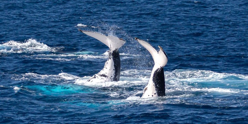 aussiebucketlist.com.au - Bundaberg Whale Watching Tour - 3