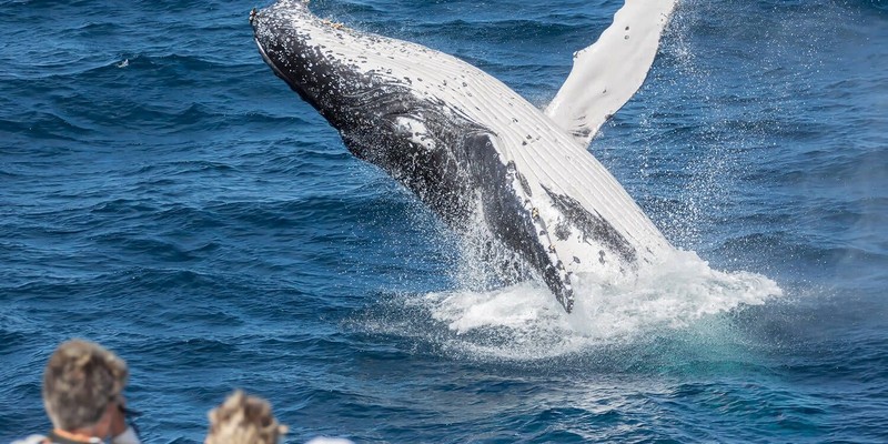 aussiebucketlist.com.au - Bundaberg Whale Watching Tour - 4