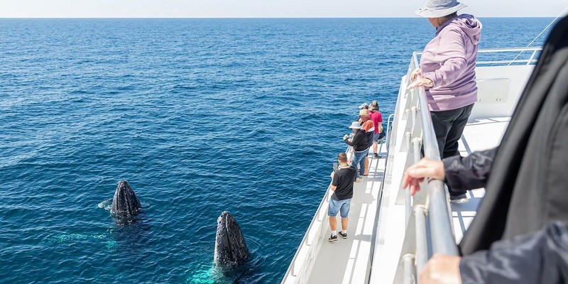 aussiebucketlist.com.au - Bundaberg Whale Watching Tour - 5