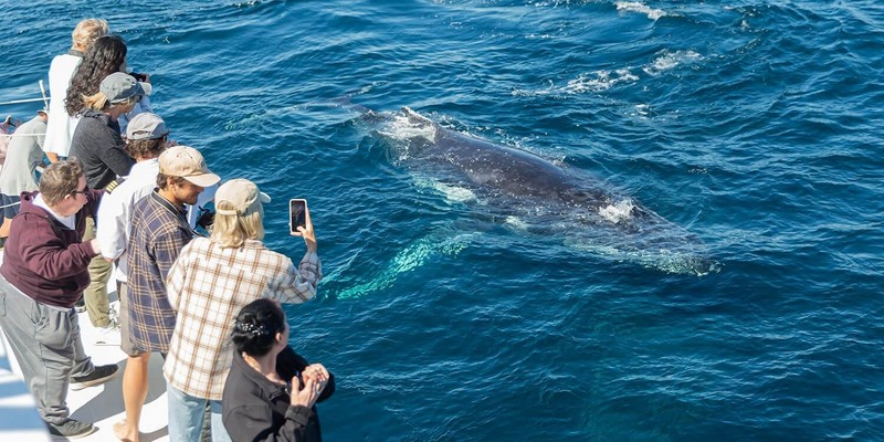 aussiebucketlist.com.au - Bundaberg Whale Watching Tour - 6