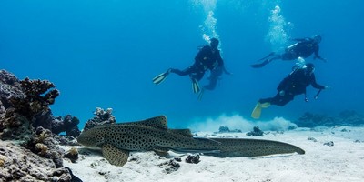 Outer Great Lady Musgrave Double Tank Dives