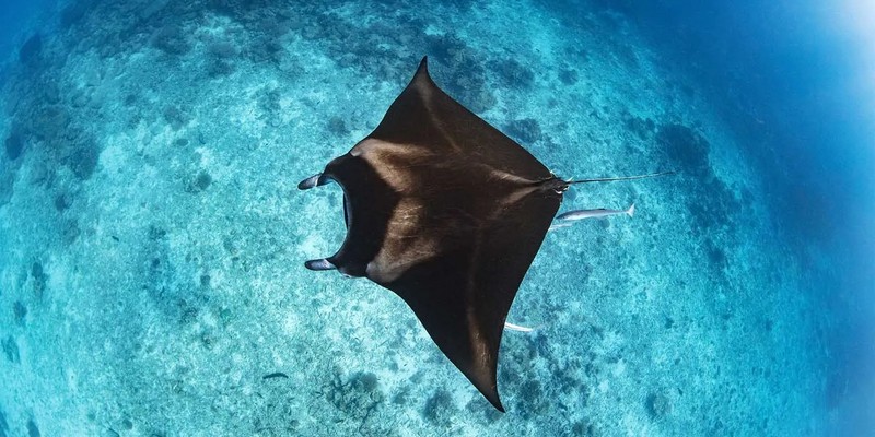 aussiebucketlist.com.au - Outer Great Lady Musgrave Double Tank Dives - 3
