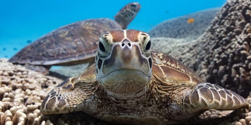 aussiebucketlist.com.au - Outer Great Lady Musgrave Double Tank Dives - 4