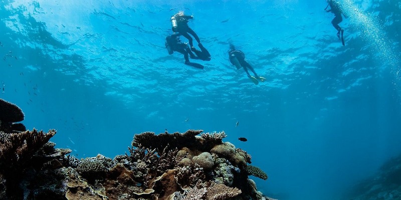 aussiebucketlist.com.au - Outer Great Lady Musgrave Double Tank Dives - 5