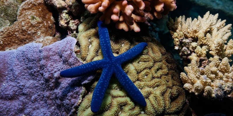 aussiebucketlist.com.au - Outer Great Lady Musgrave Double Tank Dives - 6
