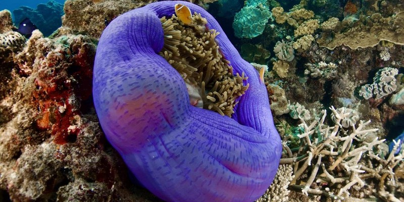 aussiebucketlist.com.au - Fly & Snorkel the Great Barrier Reef - 2
