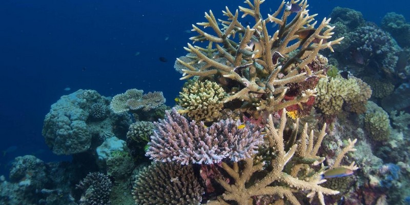 aussiebucketlist.com.au - Fly & Snorkel the Great Barrier Reef - 3