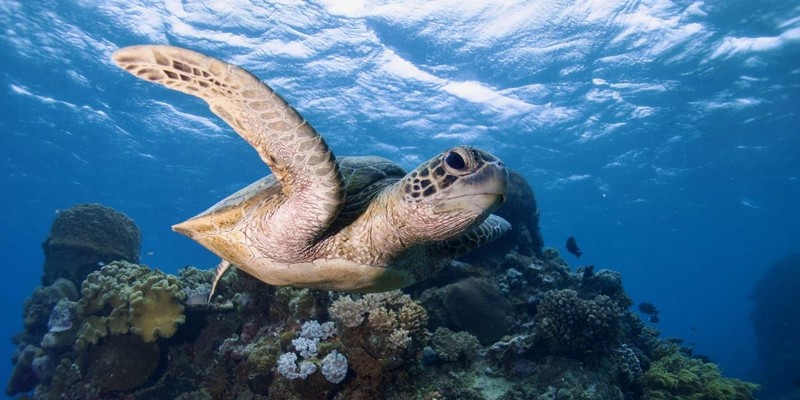aussiebucketlist.com.au - Fly & Snorkel the Great Barrier Reef - 4