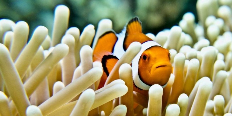aussiebucketlist.com.au - Fly & Snorkel the Great Barrier Reef - 5