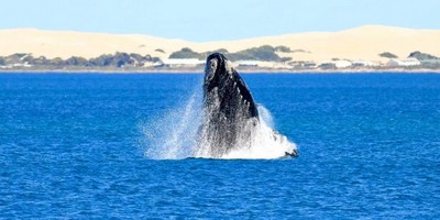 Whale Watching Cruise - Eyre Peninsula