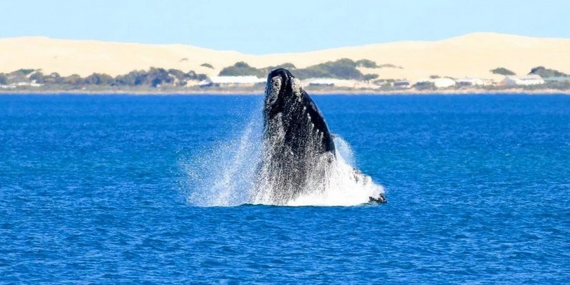 aussiebucketlist.com.au - Whale Watching Cruise - Eyre Peninsula - 1